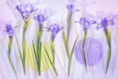 Irises-Lesley-Bretherton-Commended-Open-A-Grade-PDI-Jun-2025