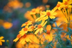 Marigold-Glow-Jane-du-Plessis-Commended-Open-B-Grade-PDI-Jun-2025