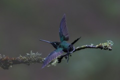 Take-Off-Anne-Shellard-Highly-Commended-Set-Subject-A-Grade-PDI-Jun-2025