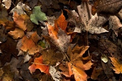 Autumn-leaves-and-rainwater-Matthew-Leane-Best-Open-B-Grade-Print-Jun-2025