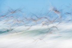 Crested-Terns-Lesley-Bretherton-Best-Set-Subject-A-Grade-Print-Jun-2025