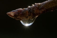 After-the-rain-Stefanie-Wendler-Canning-Commended-Open-B-Grade-PDI-Mar-2025