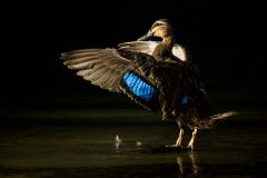 Pacific-Black-Duck-Maarten-Grabandt-Best-Open-B-Grade-PDI-Mar-2025