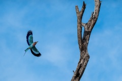 Roller-in-Flight-Anne-Shellard-Commended-Open-A-Grade-PDI-Mar-2025