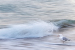Serenade-by-the-Shore-Sally-Paterson-Commended-Set-Subject-A-Grade-PDI-Mar-2025