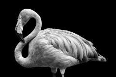The-Flamingo-Jo-Kneebone-Highly-Commended-Open-B-Grade-PDI-Mar-2025