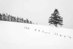 Winter-Farm-Lesley-Bretherton-Commended-Open-A-Grade-PDI-Mar-2025