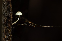 Lone-Mushroom-Stefanie-Wendler-Canning-Best-Open-B-Grade-Print-Mar-2025