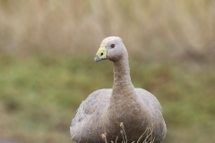 Sitting-Cape-Barren-Goose-Gail-Morgan-Commended-Open-B-Grade-Print-Mar-2025