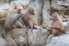 The-Family-Group-Anne-Shellard-Commended-Open-A-Grade-Print-Mar-2025