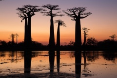 Baobab-Sunset-Anne-Shellard-Commended-Set-Subject-A-Grade-PDI-May-2025