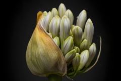 Birth-of-an-Agapanthus-Jo-Kneebone-Commended-Open-B-Grade-PDI-May-2025