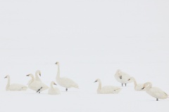 Lesser-swans-on-snowy-lake-Gary-Richardson-Best-Open-A-Grade-PDI-May-2025