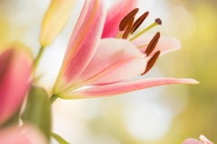 Lillies-Pramita-Banerjee-Best-Open-B-Grade-PDI-May-2025