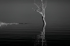 Lone-tree.-Lake-Argyle-Richard-Lang-Commended-Set-Subject-A-Grade-PDI-May-2025