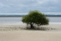 Mangrove-with-Ibis-Kaye-Linsdell-Commended-Set-Subject-A-Grade-PDI-May-2025
