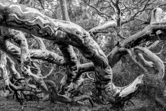 Natures-Abstract-Robin-Tully-Commended-Set-Subject-A-Grade-PDI-May-2025