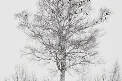 The-Roost-Gary-Richardson-Commended-Set-Subject-A-Grade-PDI-May-2025