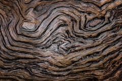 Tree-Pareidolia-Alison-Macleod-Commended-Set-Subject-A-Grade-PDI-May-2025