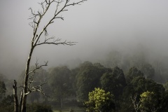 Trees-on-misty-morning-Harry-Clarke-Commended-Set-Subject-A-Grade-PDI-May-2025