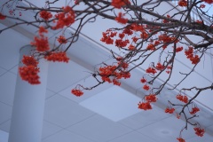 Winter-berries-Leigh-Dyer-Best-Set-Subject-B-Grade-PDI-May-2025