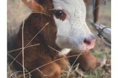 2025 MAY Print Awards: Judge - Mark Bloothoofd; Set Subject - Trees