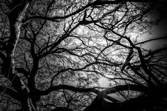 After-Dark-Robin-Tully-Highly-Commended-Set-Subject-A-Grade-Print-May-2025