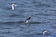 Cormorant-fishing-Tim-Hunt-Best-Open-B-Grade-Print-May-2025