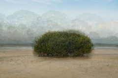 Dreamy-Mangrove-Kaye-Linsdell-Commended-Set-Subject-A-Grade-Print-May-2025