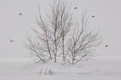 Surrounded-Gary-Richardson-Commended-Set-Subject-A-Grade-Print-May-2025