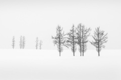 Ten-Trees-Lesley-Bretherton-Best-Set-Subject-A-Grade-Print-May-2025