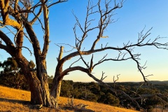Tree-Doni-Baz-Commended-Set-Subject-B-Grade-Print-May-2025