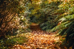 golden-passage-Jo-Kneebone-Best-Set-Subject-B-Grade-Print-May-2025