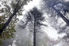 trees-Robert-Skovell-Commended-Set-Subject-A-Grade-Print-May-2025