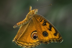 Amber-Wings-Jo-Kneebone-Commended-Open-B-Grade-PDI-Oct-2025