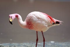 Dribbling-Anne-Shellard-Highly-Commended-Open-A-Grade-PDI-Oct-2025