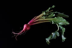 Garden-Jewel-Sally-Paterson-Highly-Commended-Open-A-Grade-PDI-Oct-2025