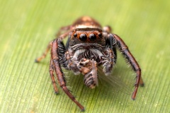 Nice-Catch-Nicole-Andrews-Highly-Commended-Open-A-Grade-PDI-Oct-2025