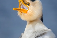 The-Happy-Cormorant-Maarten-Grabandt-Commended-Open-B-Grade-PDI-Oct-2025
