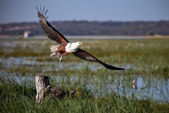 Up-and-away-Gary-Richardson-Best-Open-A-Grade-PDI-Oct-2025