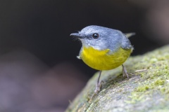 Eastern-yellow-robin-Phil-Marley-Highly-Commended-Open-A-Grade-PDI-Sep-2025