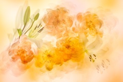 Camellias-and-Lillies-Lesley-Bretherton-Commended-Open-A-Grade-Print-Sep-2025