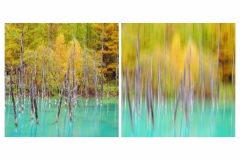 Blue-Pond-Lesley-Bretherton-Commended-Open-A-Grade-PDI-Apr-2026