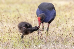 Dinner-time-Phil-Marley-Commended-Open-A-Grade-PDI-Apr-2026