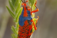 Leichhardts-grasshopper.-Alyurr-Richard-Lang-Commended-Open-A-Grade-PDI-Apr-2026