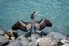 Like-a-shag-on-a-rock-Kaye-Linsdell-Commended-Open-A-Grade-PDI-Apr-2026