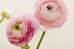 Pretty-in-Pink-Pramita-Banerjee-Best-Open-A-Grade-PDI-Apr-2026