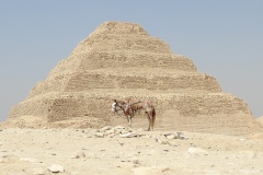 Saqqara-Horse-Rebecca-Polonski-Commended-Open-A-Grade-PDI-Apr-2026