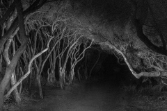 Moonah-Shadows-Kaye-Linsdell-Commended-Open-A-Grade-Print-Apr-2026