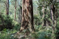 Rainforest-wood-at-Autumn-Matthew-Leane-Best-Open-B-Grade-Print-Apr-2026